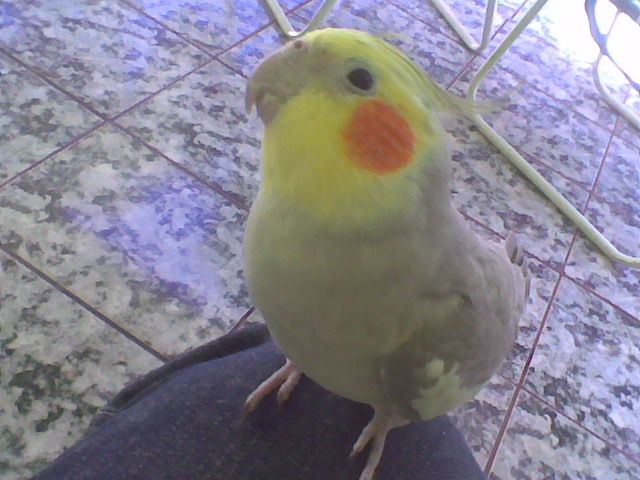 A CASA DOS SUSSURROS